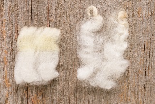 High crimp (left), Montadale; low crimp (right), Llanwenog