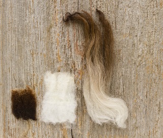 Different fiber lengths (left to right): Santa Cruz, Norfolk Horn, American Karakul