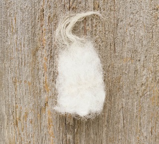 A fleece that contains hair (the longest fibers), wool (most of the fibers), and kemp (short, brittle fibers), Swaledale