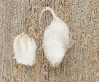 Single-coated fleece (left), Hill Radnor; double-coated fleece (right), Navajo Churro